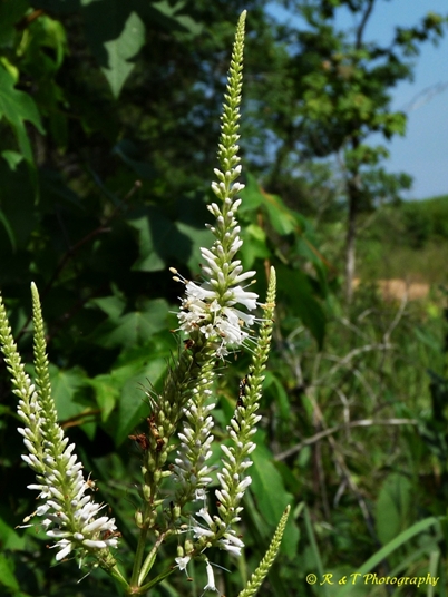 {Veronicastrum virginicum}